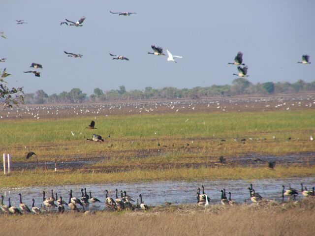 Wetland Multitudes